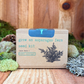 Grow an Asparagus Fern Plant Seed Kit