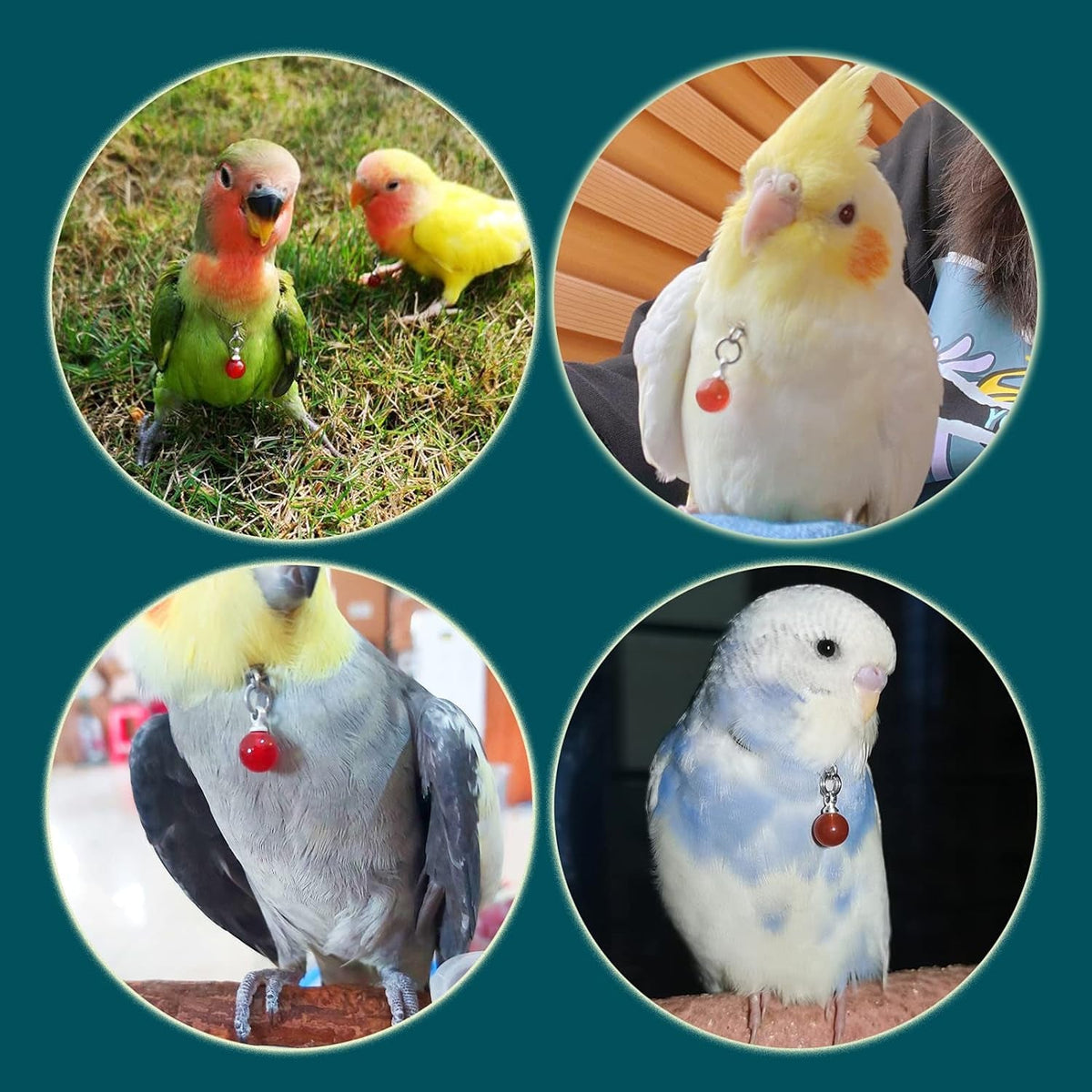 Parrot Bells Parrot Collar Necklace Parrot Decoration Parrot Scarf Clothes Budgerigar Peony Parrot Cockatiel Golden Sun Parrot