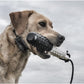 Remote Dog Training Collar Waterproof 500 Yard E Collar for Dogs