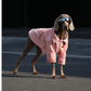 Dog Clothes For Large Breeds Labrador