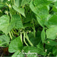 Calypso Orca Bean (Bush) – 25 Seeds