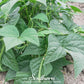 Contender Bean (Bush) – 30 Seeds