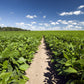 50 PINTO BEAN Phaseolus Vulgaris Vegetable Seeds