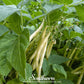 Gold Rush Bean (Bush) – 30 Seeds