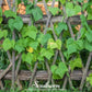 Dark Red Kidney Bean (Bush) – 20 Seeds