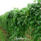 Henderson Lima Bean (Pole) – 15 Seeds