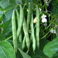 Beans - Blue Lake FM-1 (Pole)