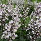 Beardtongue Foxglove – 200 Seeds