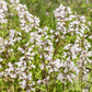 Beardtongue Foxglove – 200 Seeds