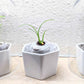 Beaucarnea Recurvata 'Ponytail Palm' Seeds