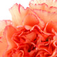 100 RAINBOW CARNATION Mix Mixed Colors Dianthus Caryophyllus Flower Seeds