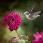 Monarda Bee Balm Mix – 20 Seeds