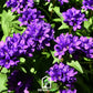 Superba Bellflower – 50 Seeds
