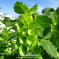 Bells of Ireland – 100 Seeds