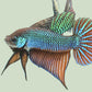 Wild bettas Type (Male)
