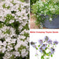 5 Types Of Seeds,Mix Creeping Thyme Seeds Ground Cover For Planting,Heirloom Non-GMO Thyme Purple, White, Red, Yellow Beautiful Perennial Flower
