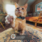 Fi Mini GPS Cat Tracker – Escape Alerts, 6-Week Battery & IP68 Waterproof