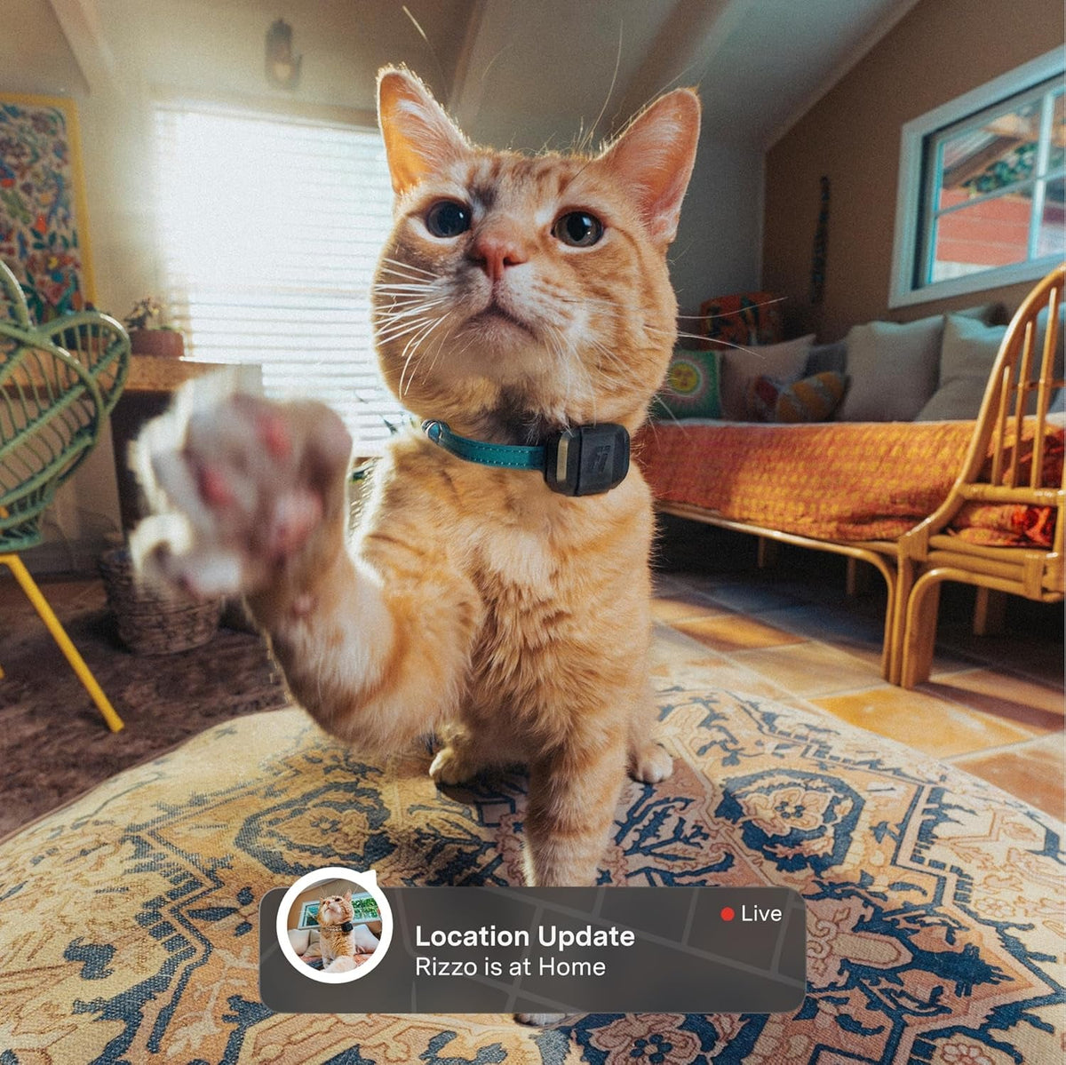 Fi Mini GPS Cat Tracker – Escape Alerts, 6-Week Battery & IP68 Waterproof