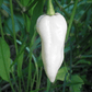 Bhut Jolokia, White Ghost Chili Pepper, World'S Hottest Pepper, Capsicum Chinense  - 10 Seeds