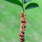 Bignay (Antidesma bunius)