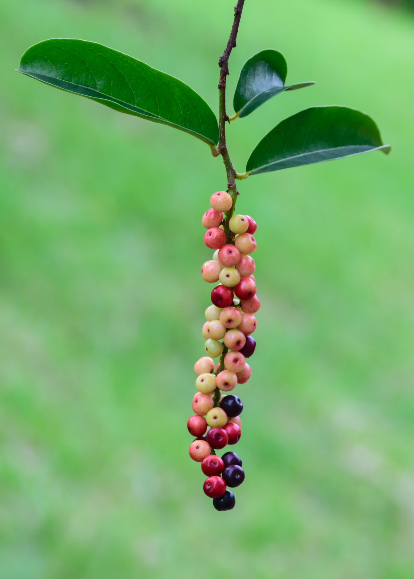 Bignay (Antidesma bunius)