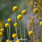 Billy Buttons (Drumsticks) – 50 Seeds