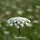 Bishop’s Flower (Wild Carrot) – 500 Seeds