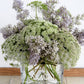 Bishop’s Flower (Wild Carrot) – 500 Seeds