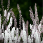 Black Cohosh (Bugbane) – 25 Seeds