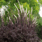 Black Cohosh (Bugbane) – 25 Seeds