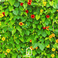 Black Eyed Susan Vine Mix – 50 Seeds