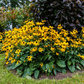 Black Eyed Susans – 100 Seeds