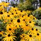 Black Eyed Susans – 100 Seeds