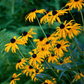 Black Eyed Susans – 100 Seeds