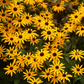 Black Eyed Susans – 100 Seeds