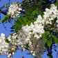 Black Locust False Acacia Tree - 50 Seeds - Robinia Pseudoacacia