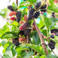 Black Mulberry - 50 Seeds - Morus Nigra, Non GMO, Heirloom