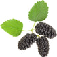 Black Mulberry - 50 Seeds - Morus Nigra, Non GMO, Heirloom