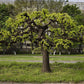Black Mulberry - 50 Seeds - Morus Nigra, Non GMO, Heirloom