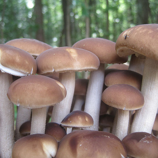Black Poplar "Piopinno" MycoGarden Fruiting Kit- (Agrocybe aegerita)