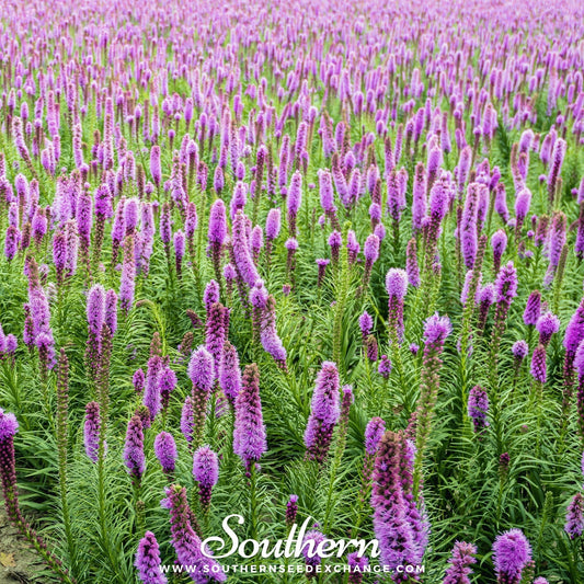 Marsh Blazing Star – 50 Seeds