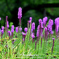 Prairie Blazing Star – 50 Seeds