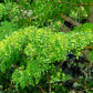 25 Flowering BLACK LOCUST TREE (Yellow Locust / False Acacia) Robinia Pseudoacacia Seeds