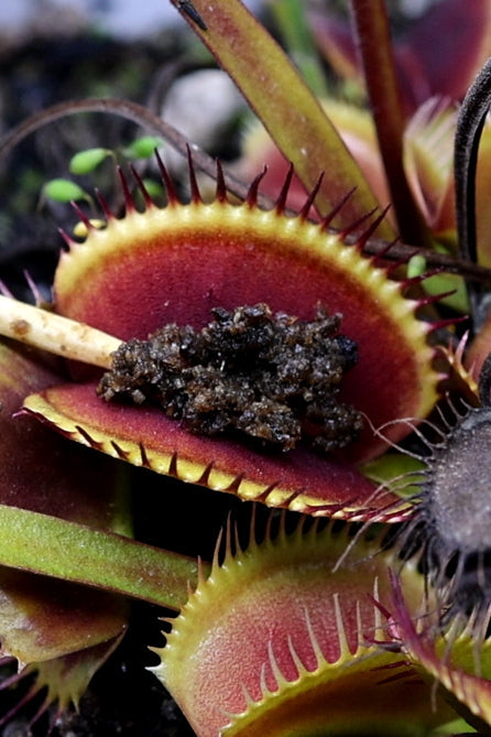 Venus Flytrap Bloodworm Feeding Kit + Other Carnivorous Plants