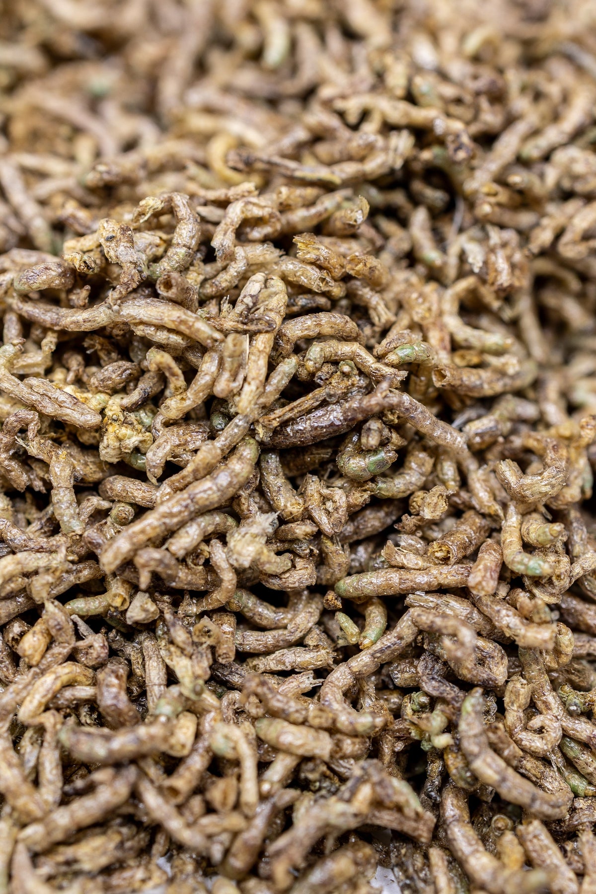 Venus Flytrap Bloodworm Feeding Kit + Other Carnivorous Plants