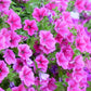 250 MIXED COLORS PETUNIA Flower Seeds