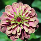25 RED LIME QUEENY ZINNIA Elegans Green Queen Flower Seeds