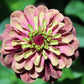 20 Organic QUEENY LIME MIX ZINNIA Elegans Mixed Colors Red Orange Yellow Pink Green Queen Flower Seeds