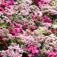 500 MIXED Colors SWEET WILLIAM Dianthus Barbatus Color Mix Red White Pink Bicolor Flower Seeds
