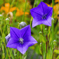 Blue Balloon Flower – 50 Seeds
